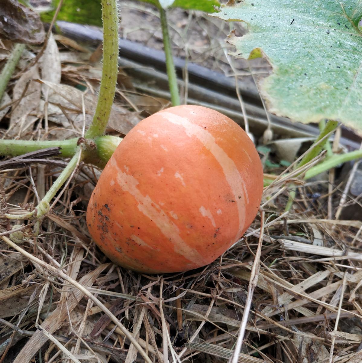 butternut