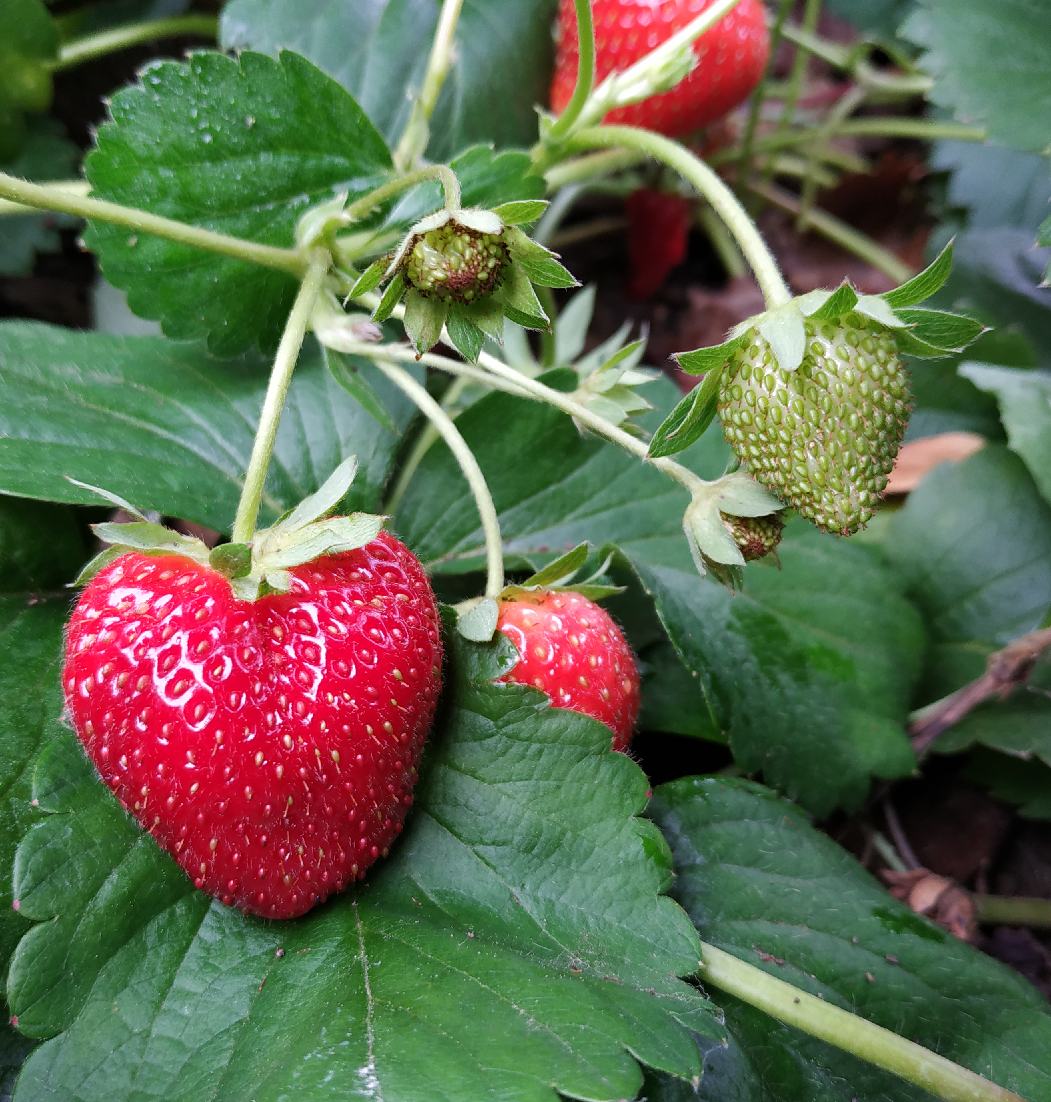 fraises