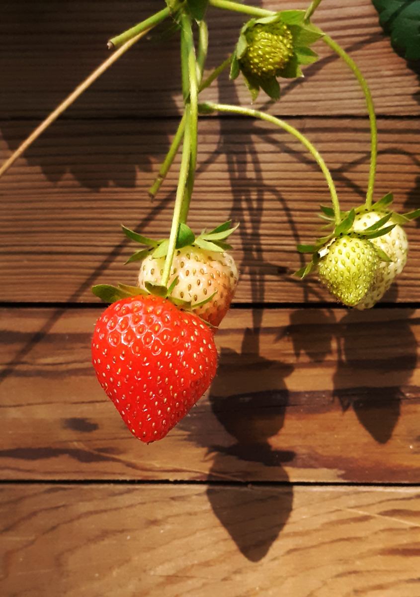 une jolie fraise