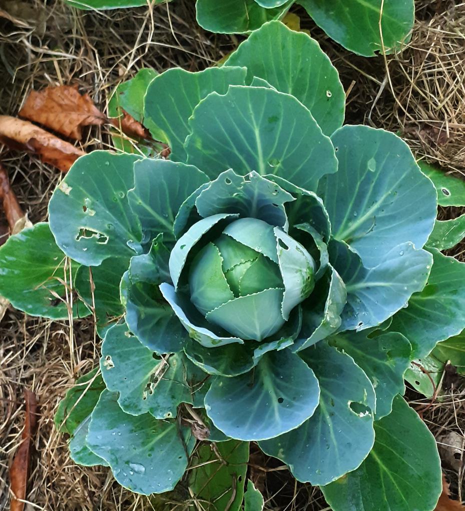 un chou pommelé