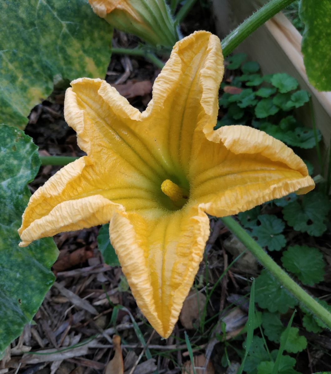 fleur de courgette