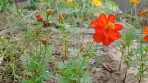 photo d'un oeillet d'Inde en fleur